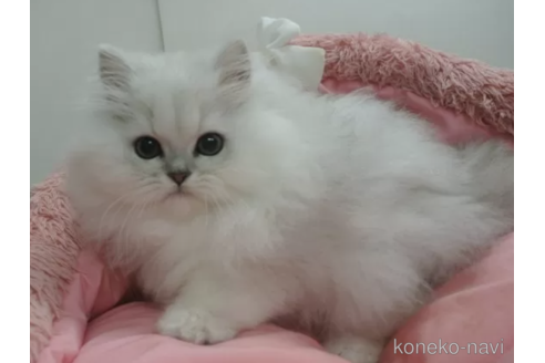 成約済の東京都のペルシャ(チンチラ)-104277の2枚目